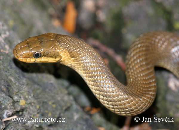 Užovka stromová (Zamenis longissimus)