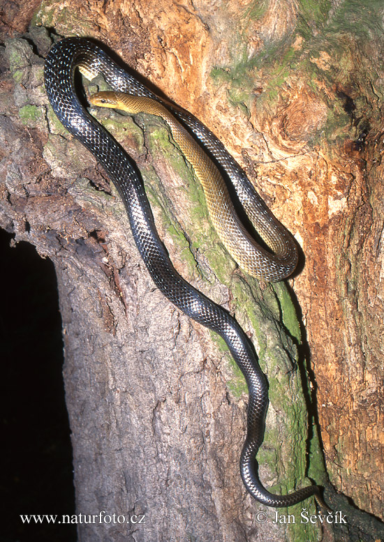 Užovka stromová (Zamenis longissimus)