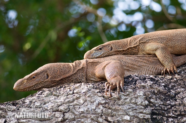 Varan bengálský (Varanus bengalensis)