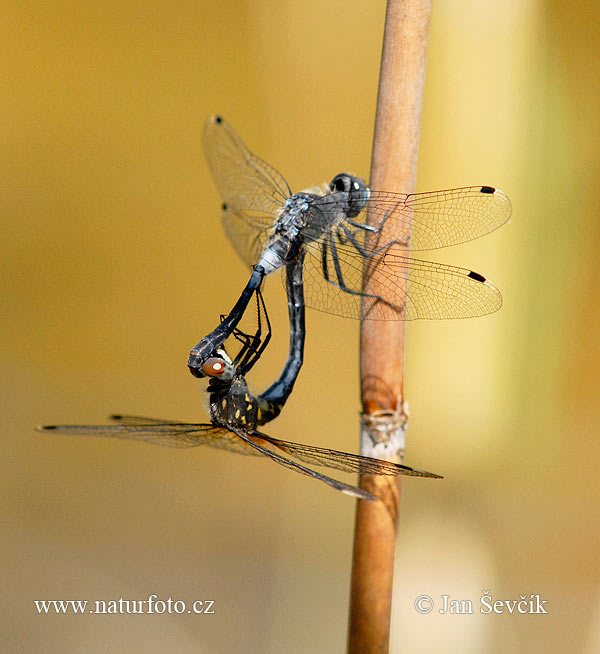 Vážka bieločelá (Leucorrhinia albifrons)