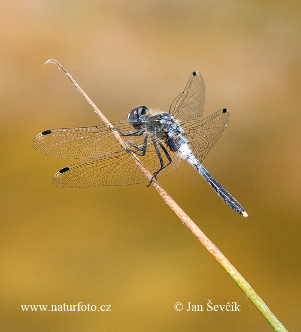 Vážka bieločelá (Leucorrhinia albifrons)