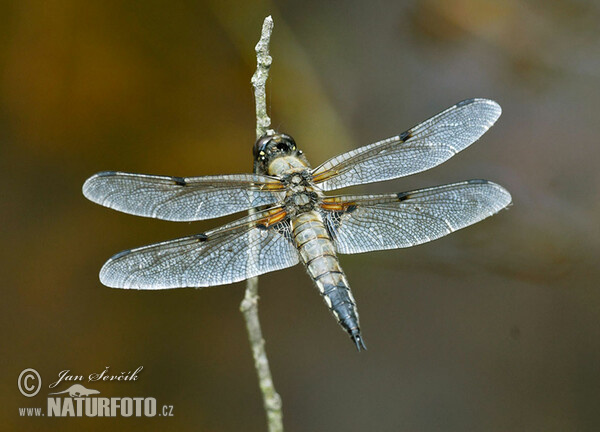 Vážka čtyřskvrnná (Libellula quadrimaculata)