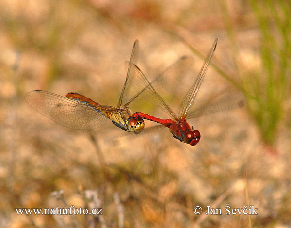 Vážka obyčajná (Sympetrum vulgatum)