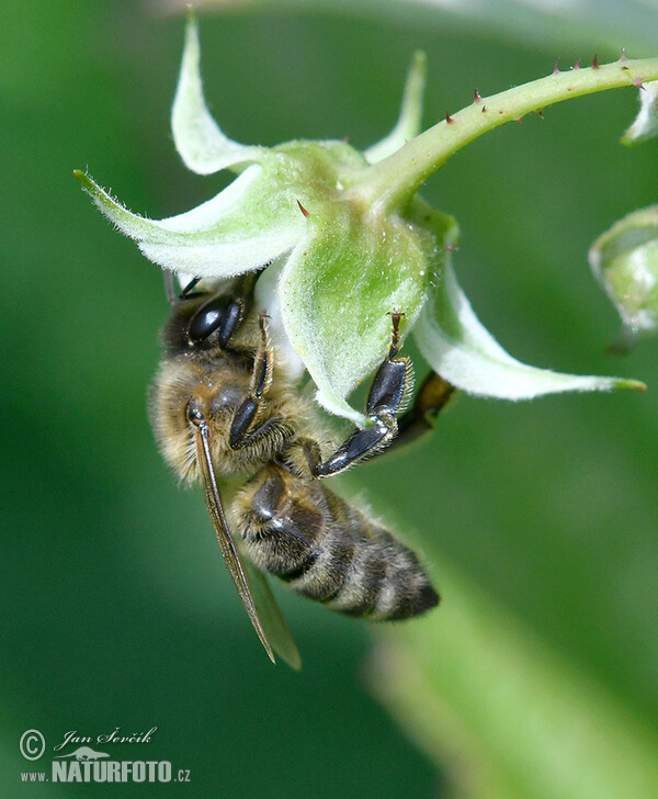 Včela medonosná (Apis mellifera)