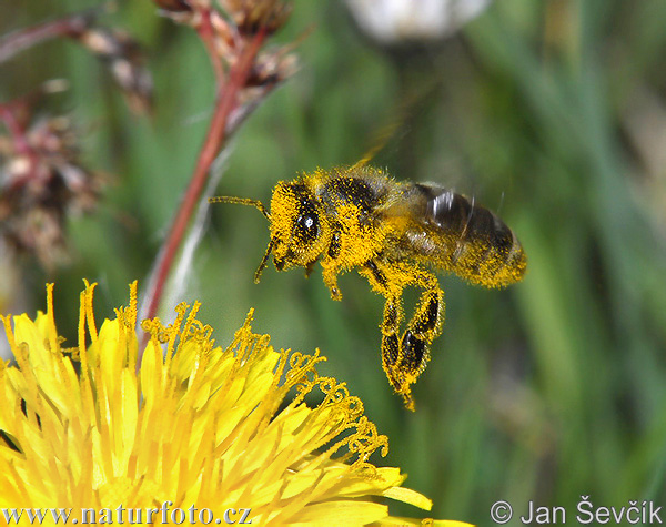 Včela medonosná (Apis mellifera)