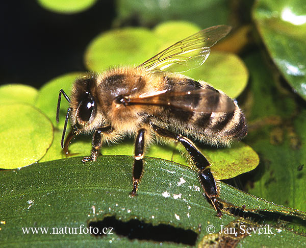 Včela medonosná (Apis mellifera)