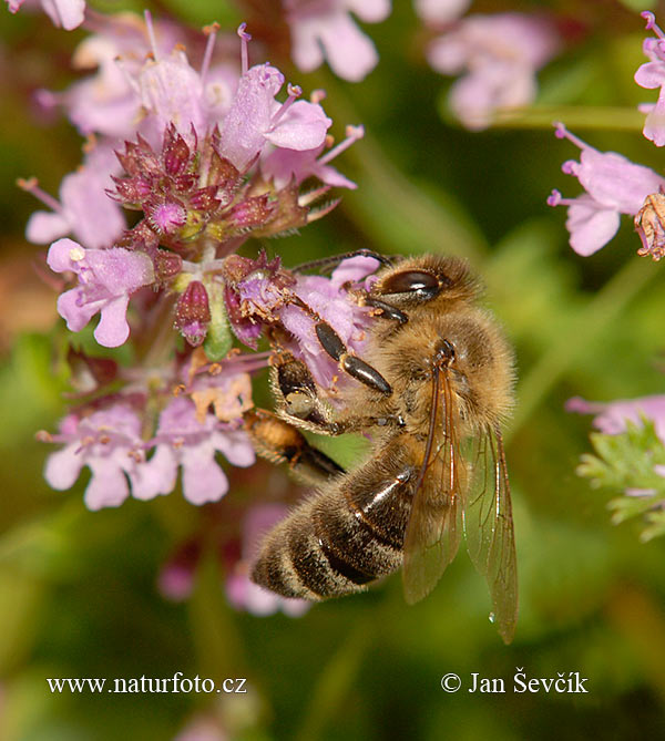 Včela medonosná (Apis mellifera)