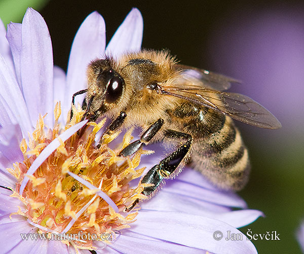 Včela medonosná (Apis mellifera)