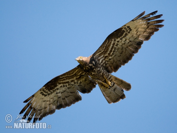 Včelár lesný (Pernis apivorus)