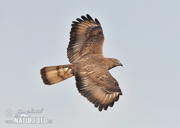 Včelár lesný (Pernis apivorus)