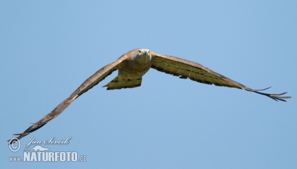 Včelár lesný (Pernis apivorus)