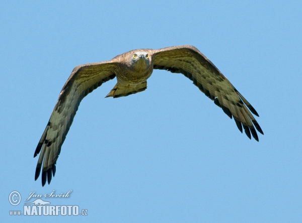 Včelár lesný (Pernis apivorus)