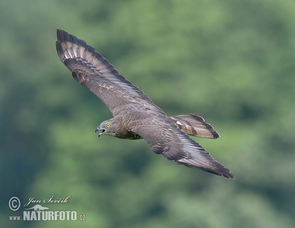 Včelár lesný (Pernis apivorus)