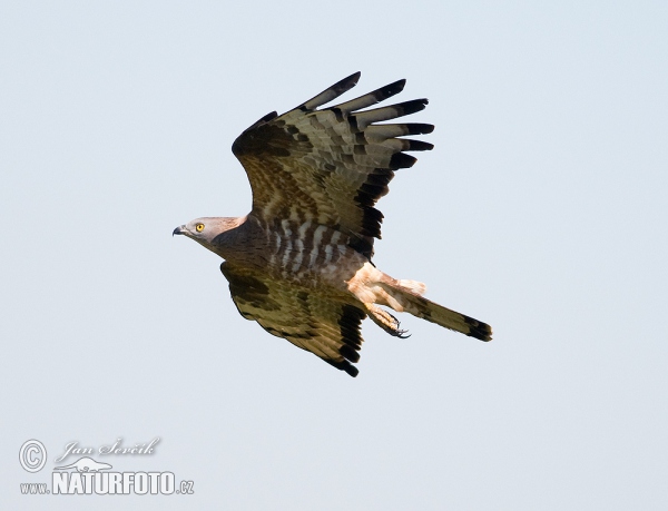 Včelár lesný (Pernis apivorus)