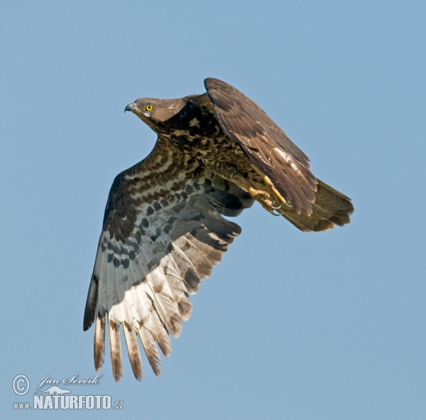 Včelár lesný (Pernis apivorus)