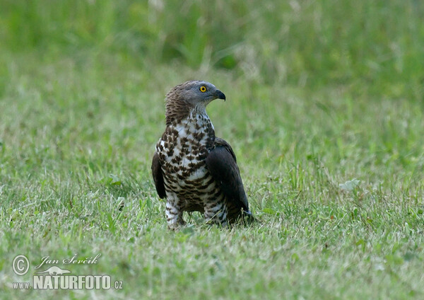 Včelár lesný (Pernis apivorus)