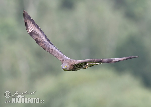 Včelár lesný (Pernis apivorus)