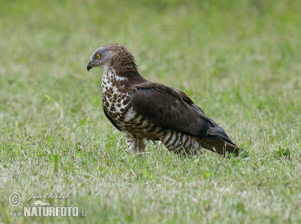 Včelár lesný (Pernis apivorus)