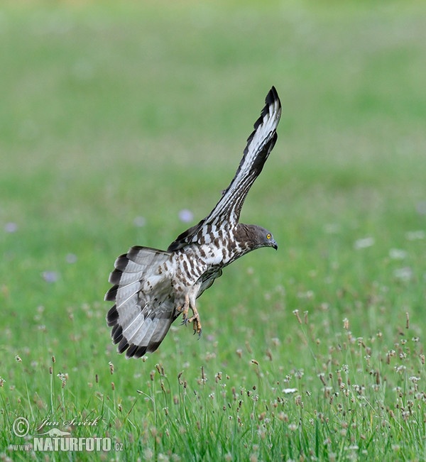 Včelár lesný (Pernis apivorus)