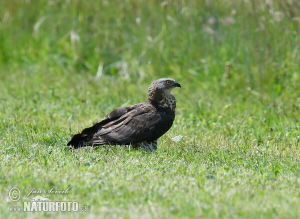 Včelár lesný (Pernis apivorus)