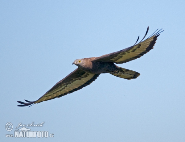 Včelár lesný (Pernis apivorus)