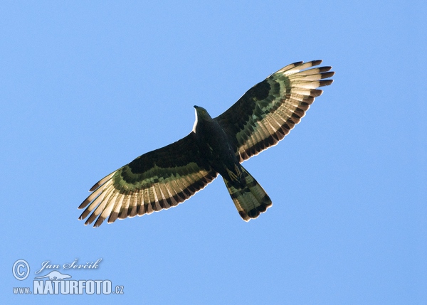 Včelár lesný (Pernis apivorus)