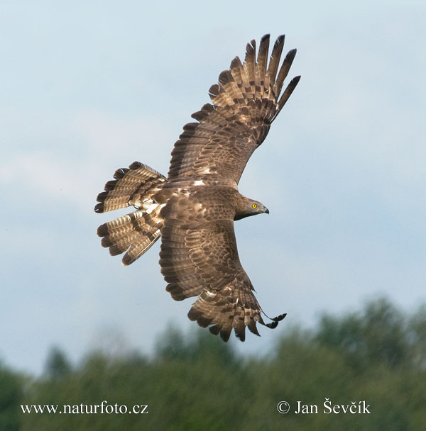 Včelár lesný (Pernis apivorus)