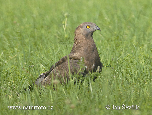 Včelár lesný (Pernis apivorus)