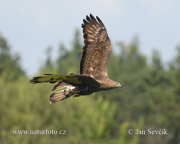 Včelár lesný (Pernis apivorus)