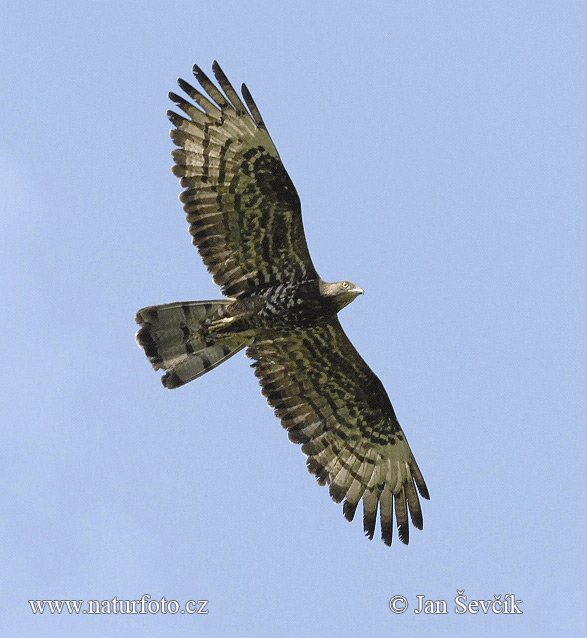 Včelár lesný (Pernis apivorus)