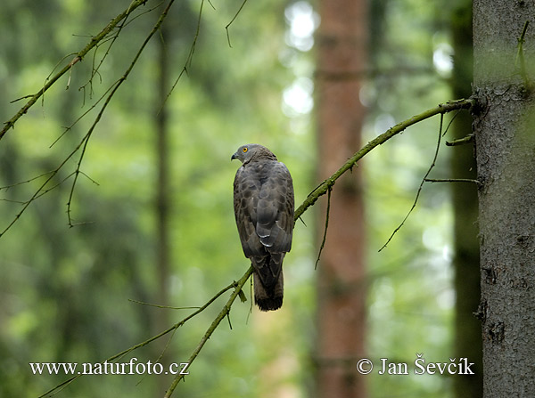 Včelár lesný (Pernis apivorus)