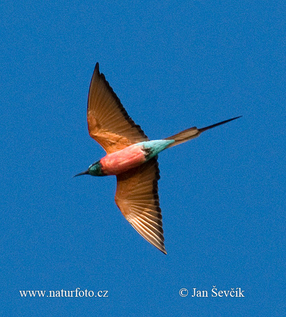 Včelárik červený (Merops nubicus)