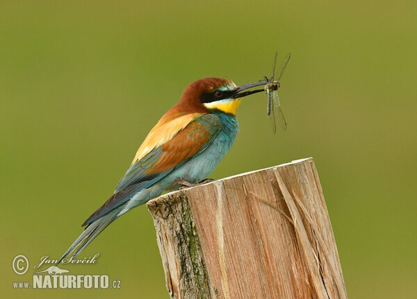 Včelárik zlatý (Merops apiaster)