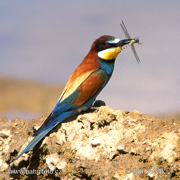 Včelárik zlatý (Merops apiaster)