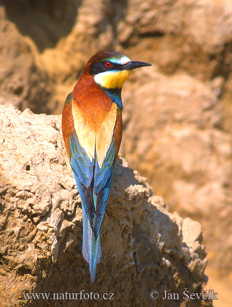 Včelárik zlatý (Merops apiaster)