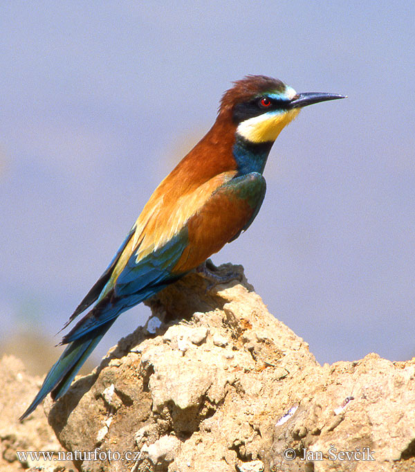 Včelárik zlatý (Merops apiaster)