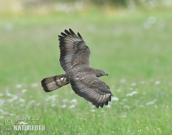 Včelojed lesní (Pernis apivorus)