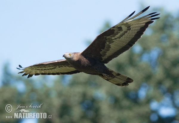 Včelojed lesní (Pernis apivorus)