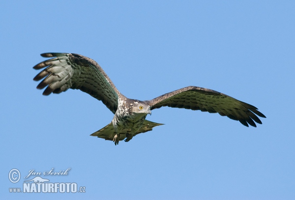 Včelojed lesní (Pernis apivorus)