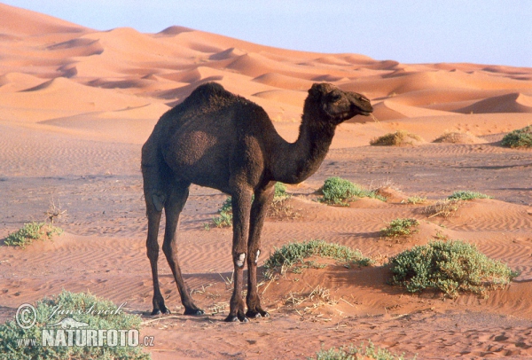 Velbloud jednohrbý (Camelus dromedarius)