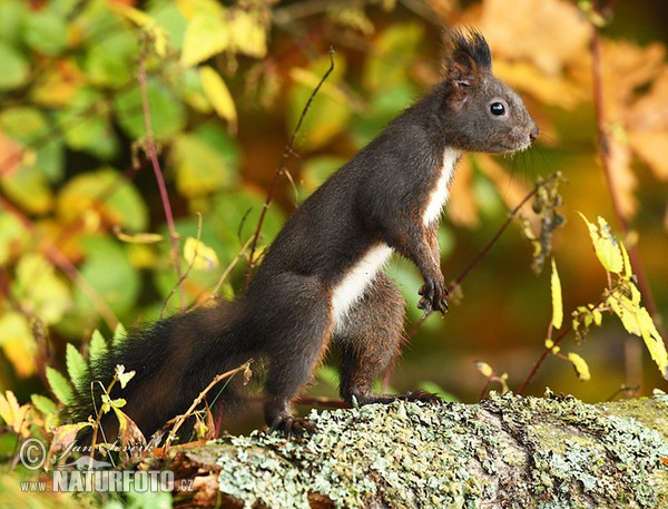 Veverica stromová (Sciurus vulgaris)