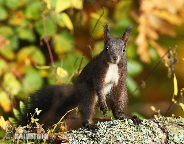 Veverica stromová (Sciurus vulgaris)