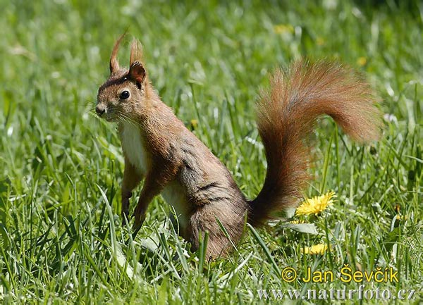 Veverica stromová (Sciurus vulgaris)