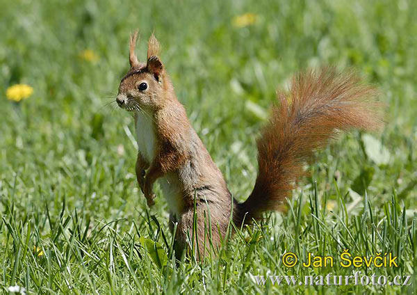 Veverica stromová (Sciurus vulgaris)