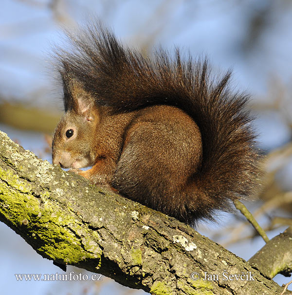 Veverica stromová (Sciurus vulgaris)