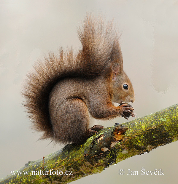 Veverica stromová (Sciurus vulgaris)