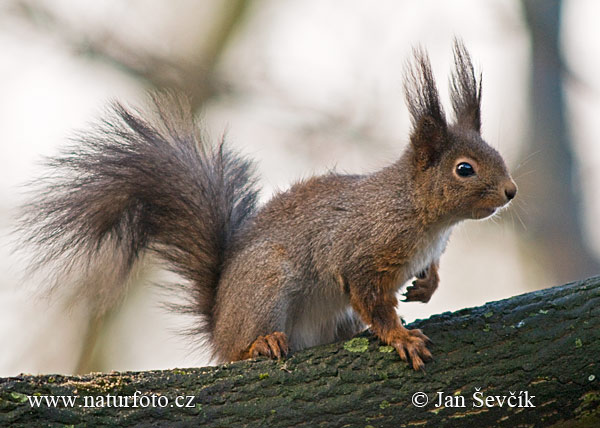 Veverica stromová (Sciurus vulgaris)