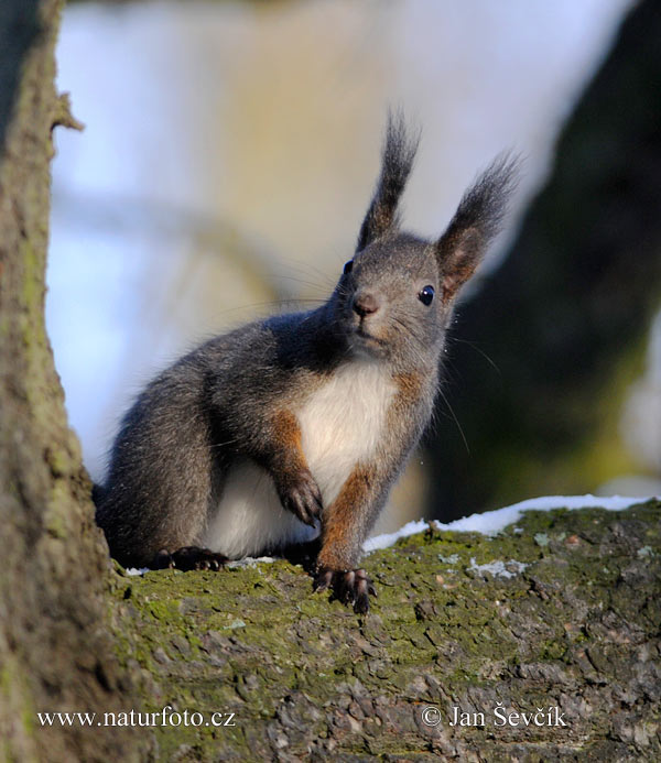 Veverica stromová (Sciurus vulgaris)