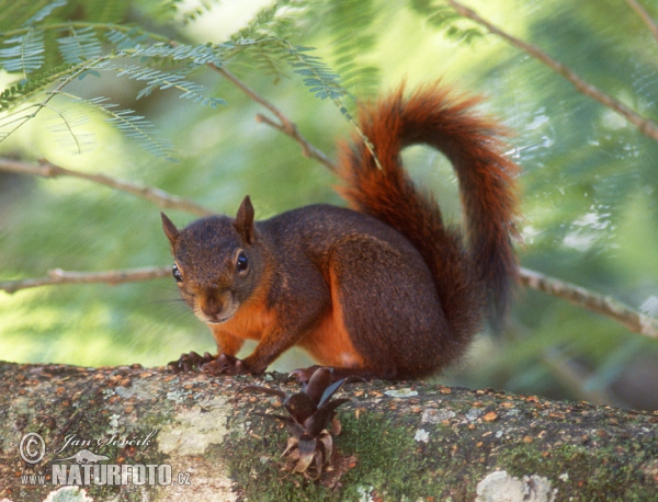 Veverka měnivá (Sciurus granatensis)