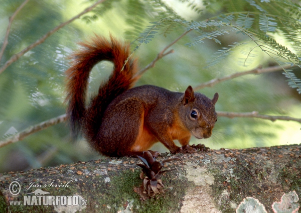 Veverka měnivá (Sciurus granatensis)